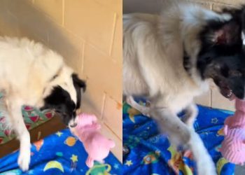 Shelter Dog Creates Own Little World Inside Tiny Kennel, Playing With a Toy All by Himself
