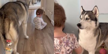 Husky Lets Little Girl Give Him the Cutest Makeovers