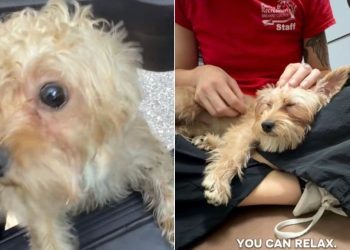Human Who Finds a Lost Dog Has the Whole Internet Waiting for an Update