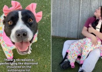 ‘Happiest’ Shelter Dog Scheduled for Euthanasia Waits for Her Forever Home