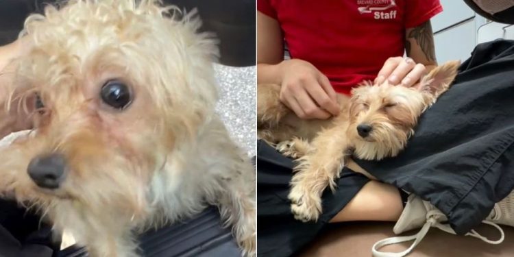 Human Who Finds a Lost Dog Has the Whole Internet Waiting for an Update