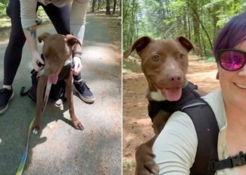 Rescue Tripod Dog Still Worries About Being Left Behind, but His Family Shows He’s Home for Good