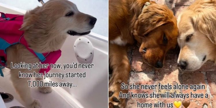 Golden Retriever’s Rescue Story Began a World Away but Every Step Was One Closer to Home