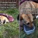Mama Dog & Her Babies Were Dumped Outside With Just a Blanket for Shelter, Until Rescue Came