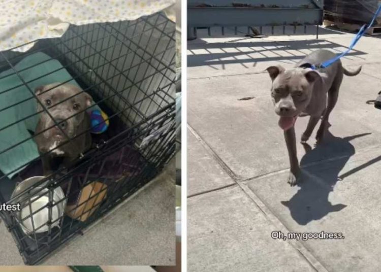 Anxious Rescue Mama Dog Finds Comfort After Moving Into New Home