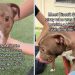 Blind Shelter Puppy Keeps Searching for Love & Colors in a World He Can’t See