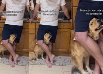 Golden Retriever Does the Unexpected To Feel Included in a Conversation