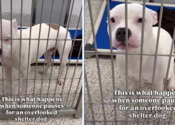 Shelter Dog Was Used to Being ‘Overlooked’ Until Someone Chose Him