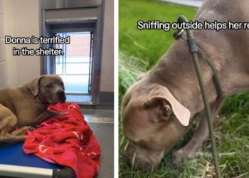 ‘Terrified’ Shelter Dog Who Trembles in Kennel Needs a Loving Home