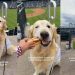 Golden Retriever Is Shocked After the Unexpected Happens at Baseball Game