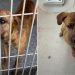 Shelter Dog’s Smart, Playful, & Eager To Please, but He’s Still Waiting To Be Chosen