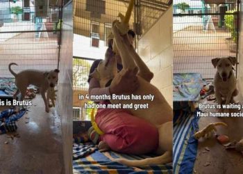 Deaf Shelter Dog Takes a Toy, Then Runs Away Like He’s Afraid It Will Be Taken Back
