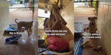 Deaf Shelter Dog Takes a Toy, Then Runs Away Like He’s Afraid It Will Be Taken Back