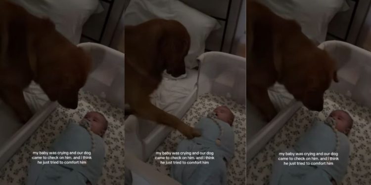 Golden Retriever Uses the Best Trick He Knows To Calm Crying Baby