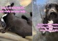 Shelter Dog Is Only a Baby & Has Only Known Life Inside Kennel Walls