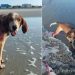 Human Promises Rescue Dog, Once Left Tied to a Tree for Months, the Life He Deserves