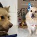 Stray Dog Once Left in a Parking Lot Gets Rescued, Not Knowing His Life’s About To Change