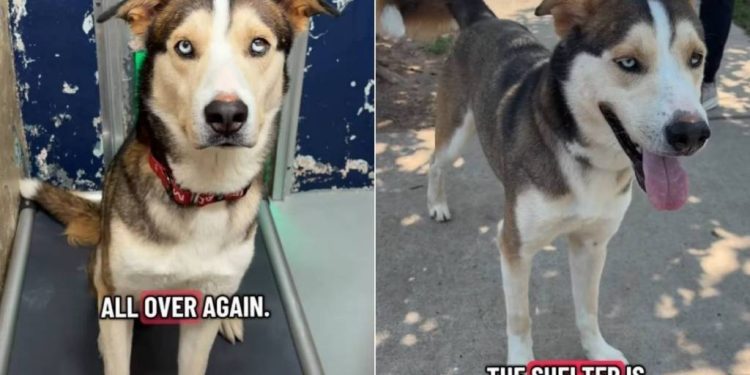 Shelter Dog’s Worst Fear Becomes a Reality After He Is Surrendered
