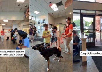 Shelter Dog Lived Anxiously Until a Loving Family Welcomed Him With Open Arms