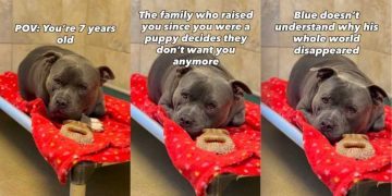 Shelter Dog’s World Felt Apart When His Family Didn’t Want Him & He Doesn’t Understand Why