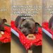 Shelter Dog’s World Felt Apart When His Family Didn’t Want Him & He Doesn’t Understand Why