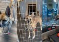 After Three Devastating Goodbyes, This Shelter Dog Still Hasn’t Given Up on Love