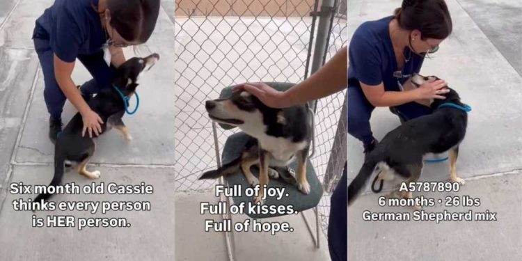 Shelter Dog Is Just a Baby Who Thinks Every Human Is Her Person, Ready To Give Her Heart