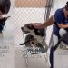 Shelter Dog Is Just a Baby Who Thinks Every Human Is Her Person, Ready To Give Her Heart