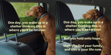 Shelter Dog Wakes up Thinking That Kennel Is Her Life Now, Until Humans Change Her Life