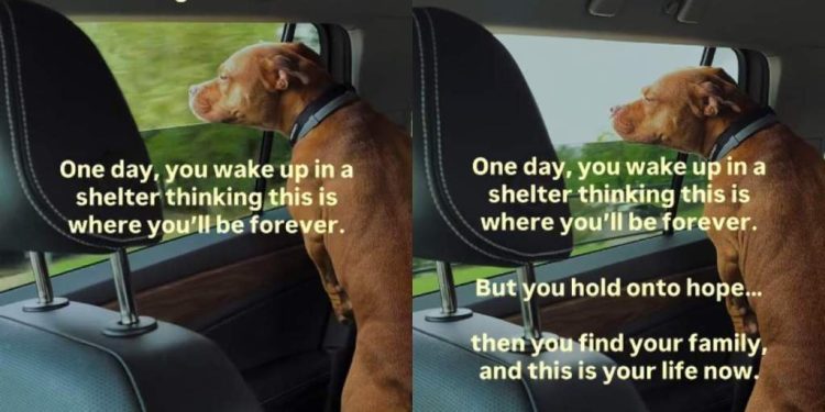Shelter Dog Wakes up Thinking That Kennel Is Her Life Now, Until Humans Change Her Life