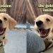 Golden Retriever Puppy Lets Out the Most Golden Retriever Smile You’ll Ever See