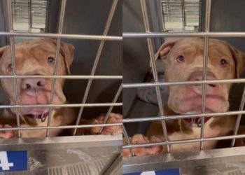 Heartbroken Shelter Dog’s Whimpers Are a Desperate ‘Plea to Be Chosen’