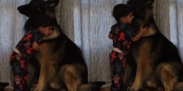Toddler Wraps His Arms Around Big Dog To Greet Him With the Sweetest Morning Hugs