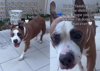 Senior Shelter Dog Left Behind by the Only Family She Ever Knew Has a Message for Them