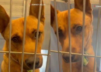 Shelter Dog Might Not See Another Sunrise Unless Someone Saves Him