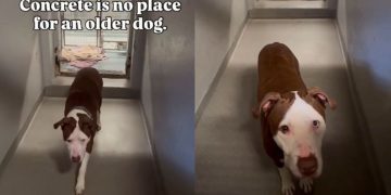 Shelter Dog Sleeps on Concrete in His Kennel, Hoping Someone Finds Him Before It’s Too Late