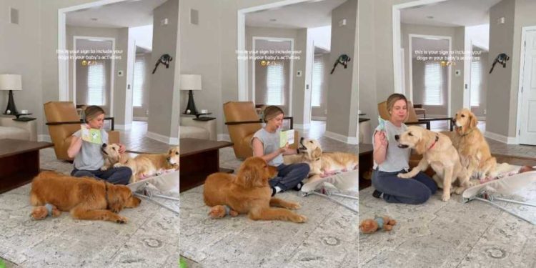 Mom Includes Three Curious Golden Retrievers in Baby’s Fun Activity