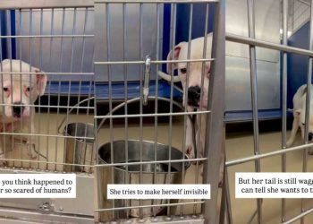 Scared Shelter Dog Makes Herself Invisible, but Her Heart Still Wants To Trust