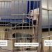 Scared Shelter Dog Makes Herself Invisible, but Her Heart Still Wants To Trust
