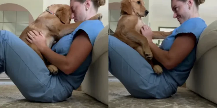 Golden Retriever Sits in Human’s Lap in a Precious Moment & They Realize Something Beautiful