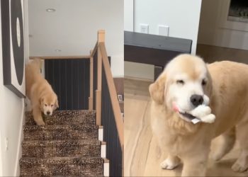 Golden Retriever Always Waits for Human To Return Home, Then Brings His Toys To Greet Her