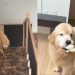 Golden Retriever Always Waits for Human To Return Home, Then Brings His Toys To Greet Her