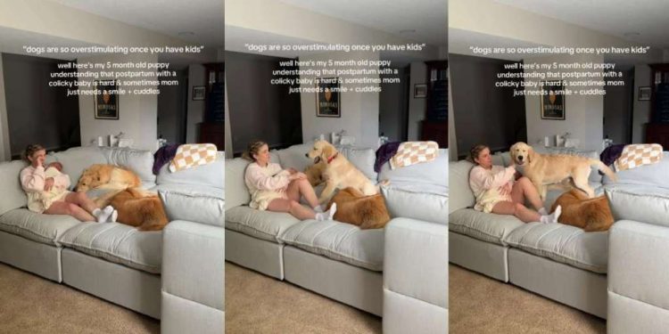Golden Retrievers Comfort Postpartum Mom With Baby Using Skills They Know Best
