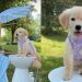 Golden Retriever Helps Toddler Run a Successful Lemonade Stand