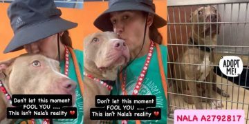 Shelter Dog’s Happiness Is Momentary as Her Reality Is Truly Heartbreaking