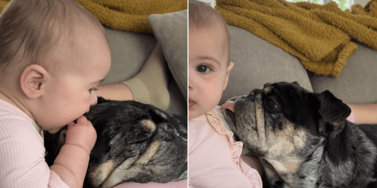 Baby Uses Dog’s Floppy Ears as ‘Sensory Toy’ & He Happily Obliges
