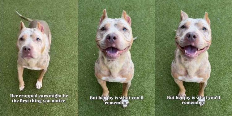 Shelter Dog With Cropped Ears Who Waited for a Family To Love Her Finally Gets Adopted