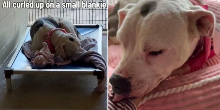 Shelter Dog Curls up on a Tiny Blanket Until One Human Gives Her What She’s Been Missing