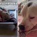 Shelter Dog Curls up on a Tiny Blanket Until One Human Gives Her What She’s Been Missing