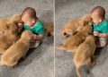 One Tiny Toddler Somehow Became the Leader of This Puppy Pack